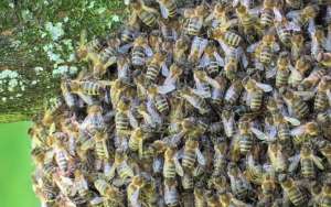 结团的蜜蜂怎么找到蜂王？_库百科养蜂养殖