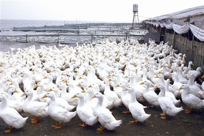 肉鸭养殖的四大关键点