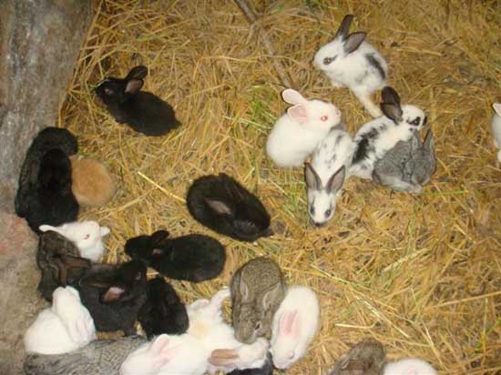 肉兔常用饲料添加剂