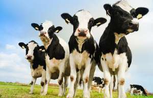 奶牛养殖常见的几大误区_库百科养牛