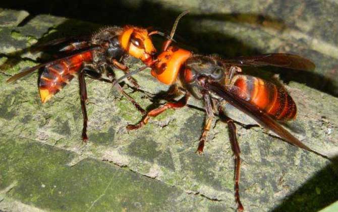 中国大虎头蜂真能蜇死人吗？