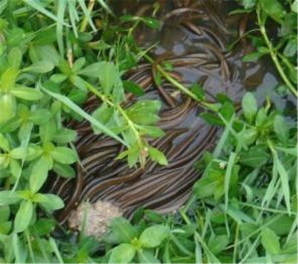 夏季高温期黄鳝的病害防治技术