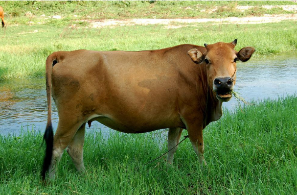 养牛技术：常见疾病的防治