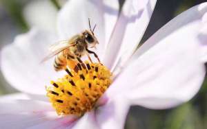 蜜蜂养殖前景：2020年养蜜蜂赚钱吗_库百科养蜂养殖