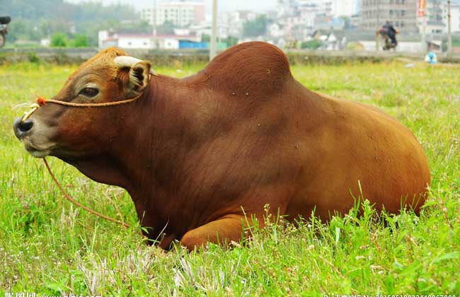 肉牛食欲差怎么办