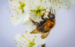 蜜蜂采蜜是什么行为？_库百科养蜂养殖