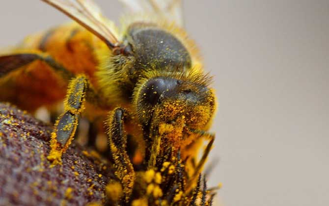 蜂花粉可以去黄褐斑吗？