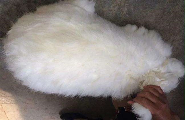巨型长毛兔的采毛方法及注意事项