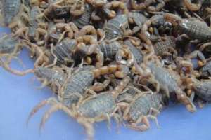 怎样养殖蝎子 蝎子的品种有哪些_库百科蝎子养殖