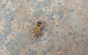 蜜蜂图片_库百科养蜂养殖