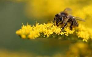 蜜蜂来家里是福还是祸？_库百科养蜂养殖