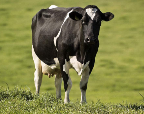 奶牛一天能产多少奶