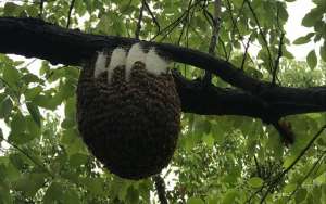 蜜蜂一年自然分蜂几次？_库百科养蜂养殖