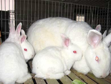 肉兔常用饲料添加剂