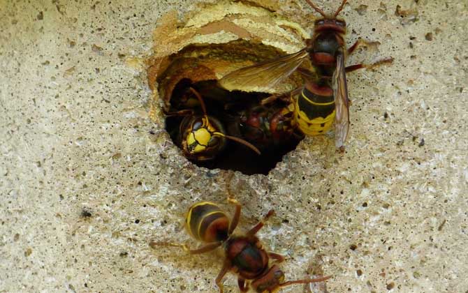 打死马蜂后马蜂会报复吗？