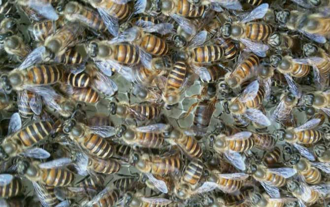 蜜蜂春繁什么时候加脾？
