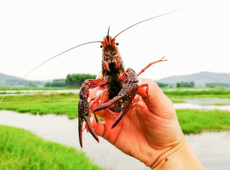 小龙虾病害防治