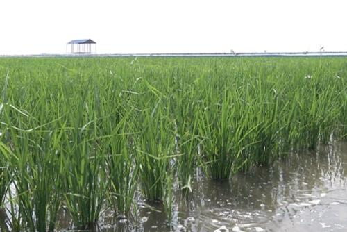 稻田养殖泥鳅技术要点