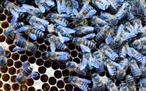 蜜蜂养殖要哪些条件？_库百科养蜂养殖
