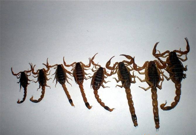 人工养蝎的七大养殖注意事项