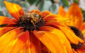 有哪些赞美蜜蜂的诗句？_库百科养蜂养殖