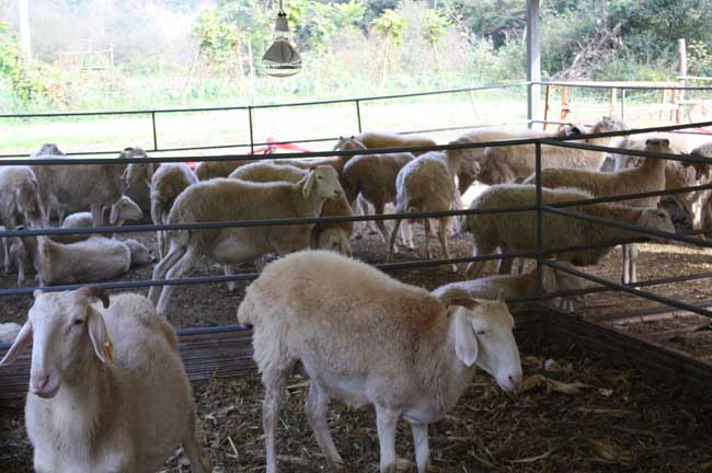 标准化肉羊养殖基地如何建设