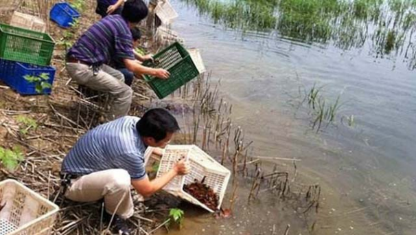 小龙虾的图片