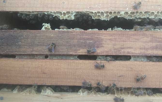 养50箱中华蜜蜂能赚多少钱？