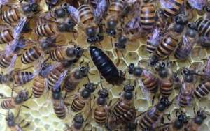 蜜蜂介王最快的方法_库百科养蜂养殖