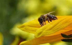 梦见蜜蜂是什么预兆？_库百科养蜂养殖