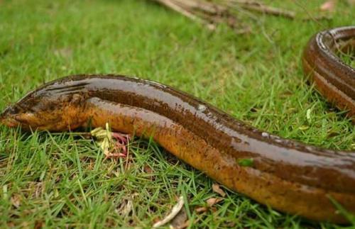 黄鳝上草的原因及预防、处理措施