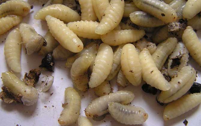 蜂蛹有哪些副作用与禁忌？