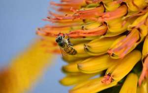 有关蜜蜂的知识有哪些？_库百科养蜂养殖