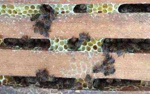 在农村养殖蜜蜂能赚钱吗？_库百科养蜂养殖