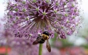 蜜蜂爬蜂病的症状及防治_库百科养蜂养殖