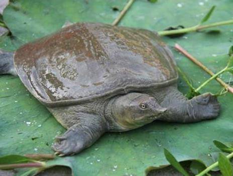 甲鱼越冬死亡的原因与预防措施