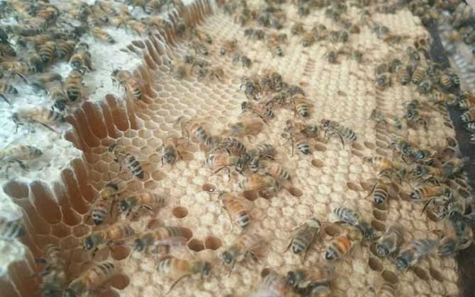 蜜蜂夏季怎么快速繁殖？
