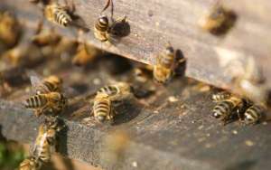 蜜蜂麻痹病的症状及防治_库百科养蜂养殖