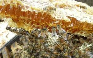 蜜蜂的母系氏族生活_库百科养蜂养殖