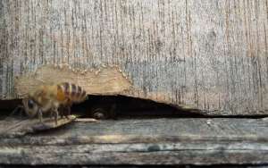 蜜蜂不出巢的原因是什么？_库百科养蜂养殖