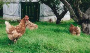 春季多风季节如何养土鸡_库百科土鸡养殖