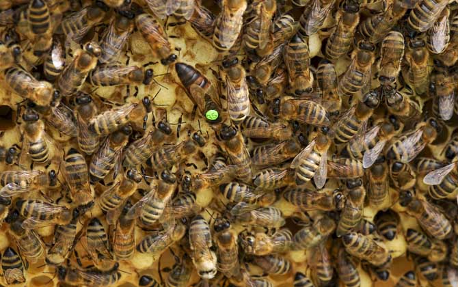 蜜蜂分蜂前有什么征兆？