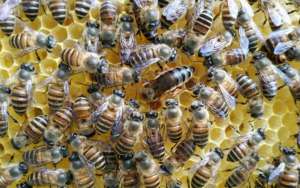 蜜蜂养殖真的那么难吗？_库百科养蜂养殖