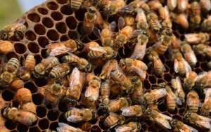 蜜蜂什么时候造王台？_库百科养蜂养殖