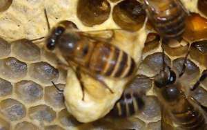 蜜蜂王台封盖几天出来？_库百科养蜂养殖