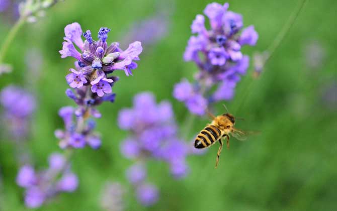 蜜蜂的习性及发育过程