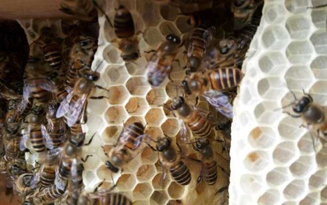 怎样让蜜蜂快速造脾？