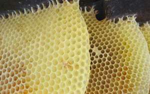 蜜蜂什么时候造脾快？_库百科养蜂养殖