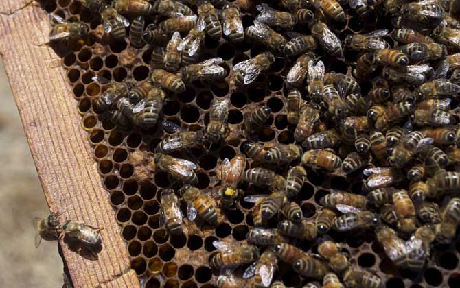 急造王台会发生分蜂吗？