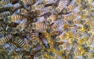 蜜蜂的简介_库百科养蜂养殖